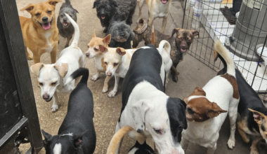 Local Shelters Give Pets A Second Chance At A Furever Home