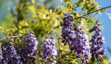 Yahoo lifestyle home