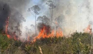 Florida agencies contain brush fire