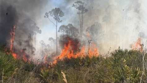 Florida agencies contain brush fire