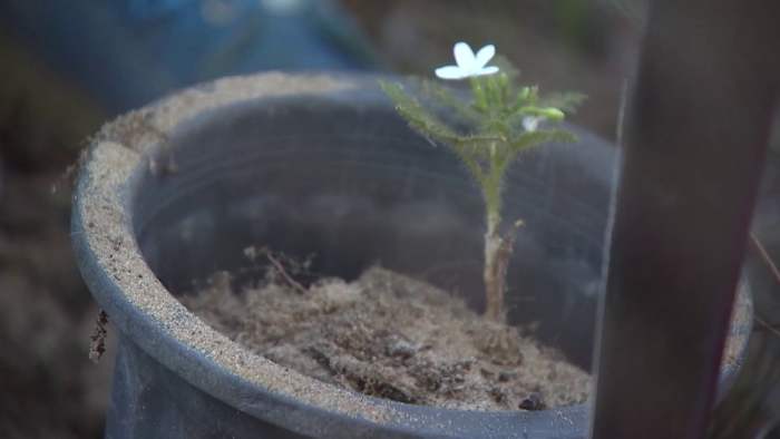 As development marches on, this group does their best to rescue native plants
