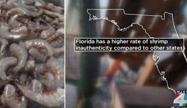 Study finds most ‘Mayport Shrimp’ dishes served in Jacksonville area are actually imported