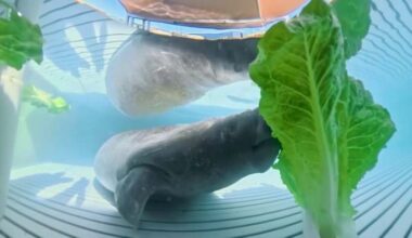 Melbourne Beach manatee, Melby, recovers at SeaWorld after storm drain rescue