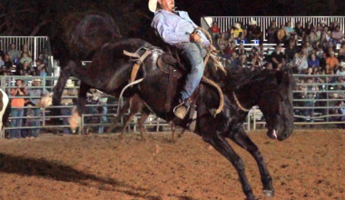 Tampa Bay Rodeo & Family Festival Gallops Into Hillsborough County Fairgrounds April 10 & 11