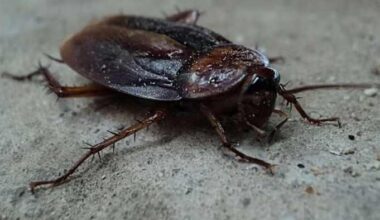 Over 100 roaches, hundreds of droppings discovered at Orlando Chinese restaurant