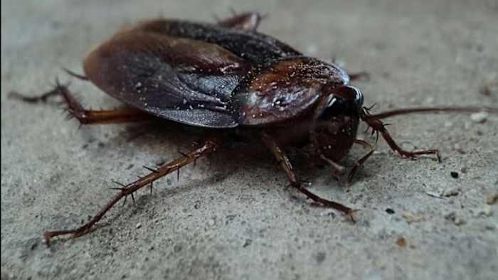 Over 100 roaches, hundreds of droppings discovered at Orlando Chinese restaurant