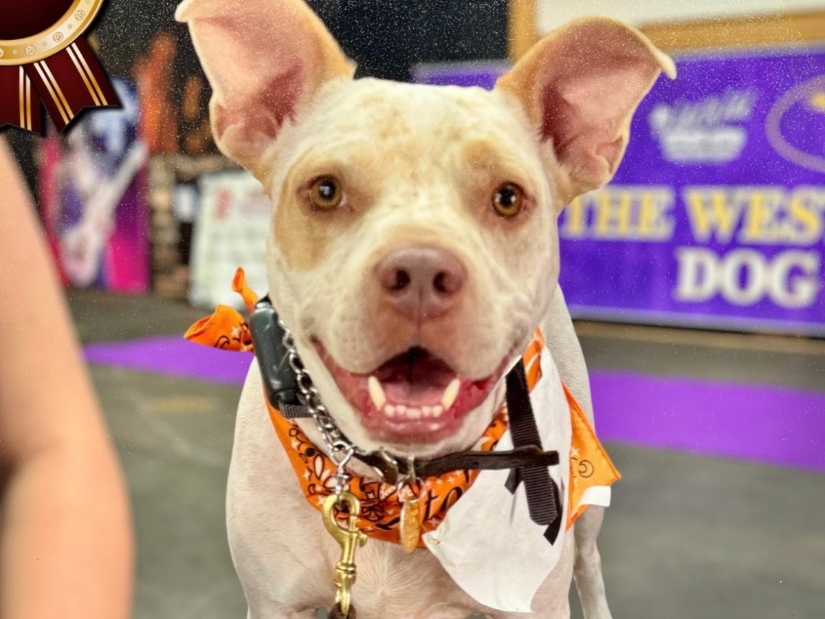 If you had a ruff week, Pints N’ Paws in Sanford might be just what you need