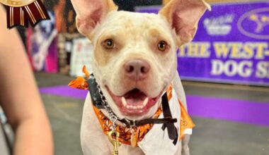 If you had a ruff week, Pints N' Paws in Sanford might be just what you need