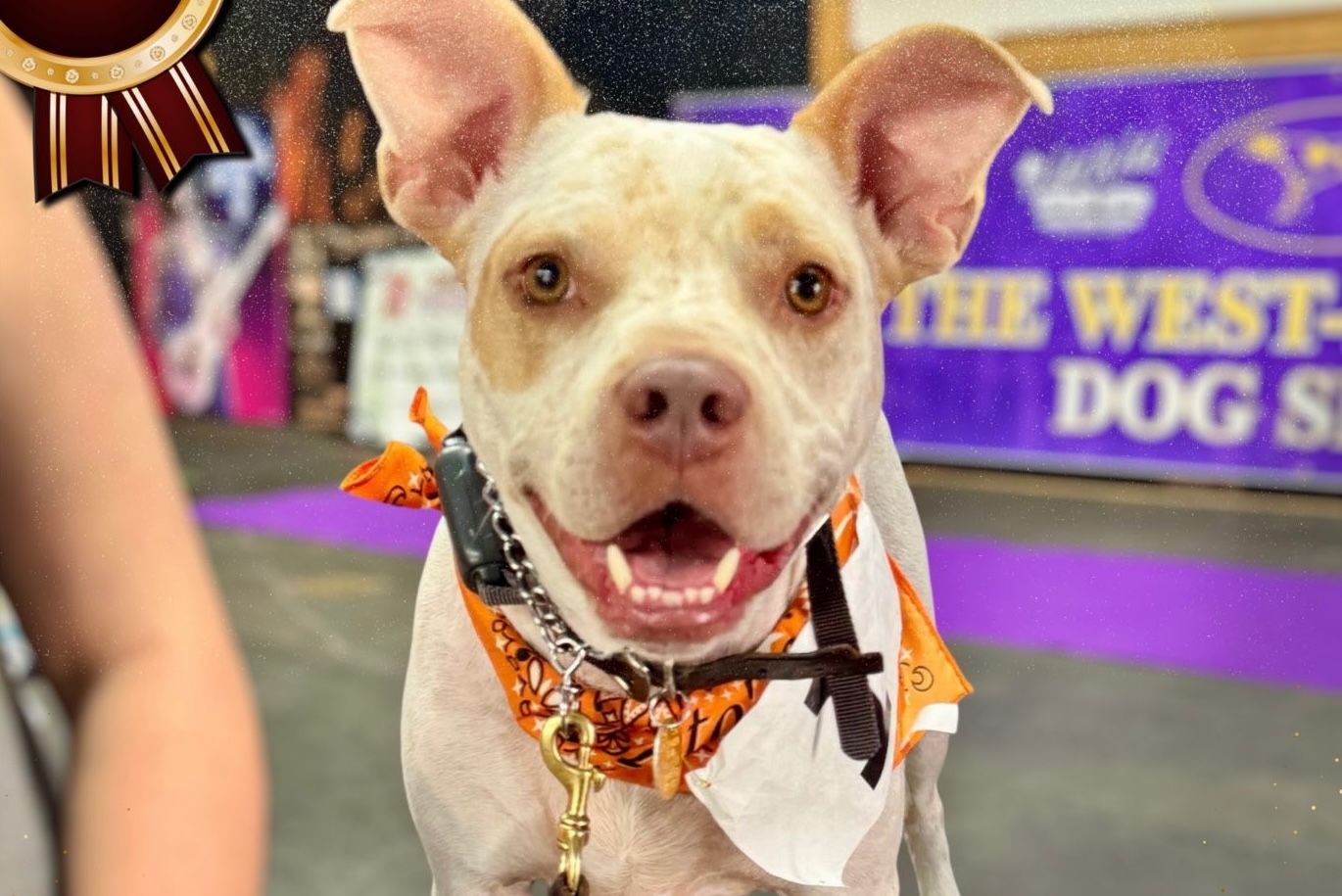 If you had a ruff week, Pints N' Paws in Sanford might be just what you need