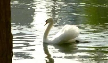 Orlando bans feeding birds at Lake Eola after avian flu outbreak