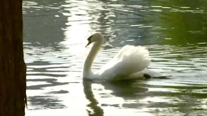 Orlando bans feeding birds at Lake Eola after avian flu outbreak