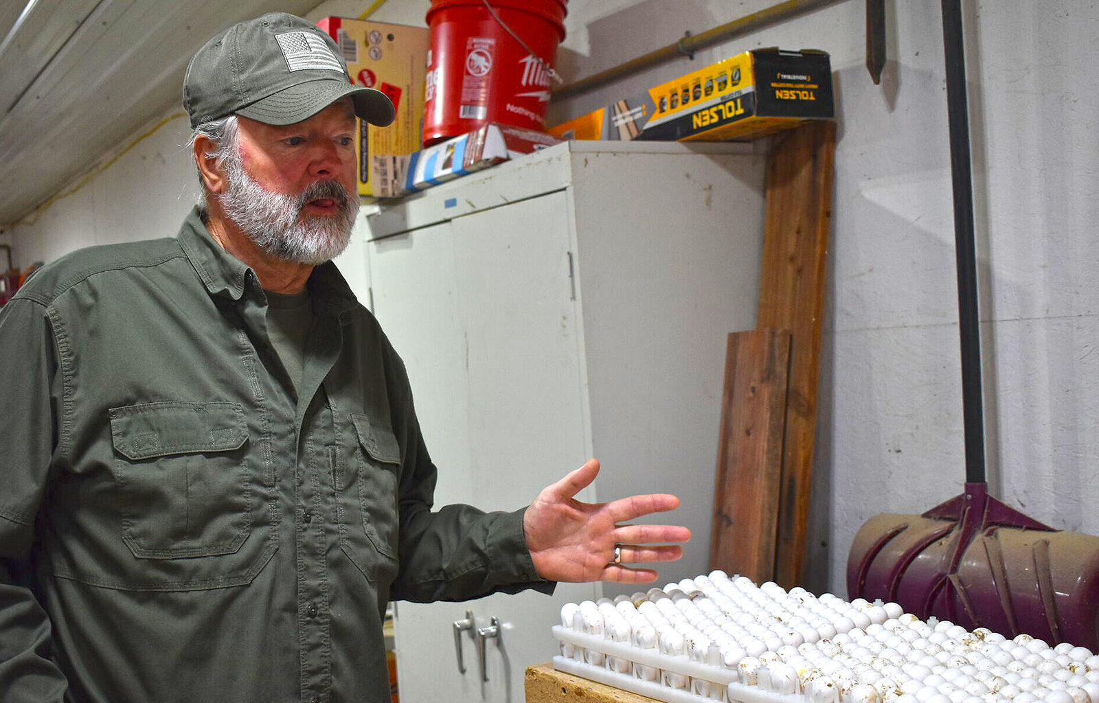 John and Kristy Clegg raise quail at their farm east of Jacksonville. They raise the birds through every stage, from eggs to adults. 
