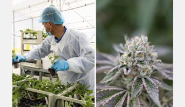 Curaleaf opens new Cape Coral dispensary