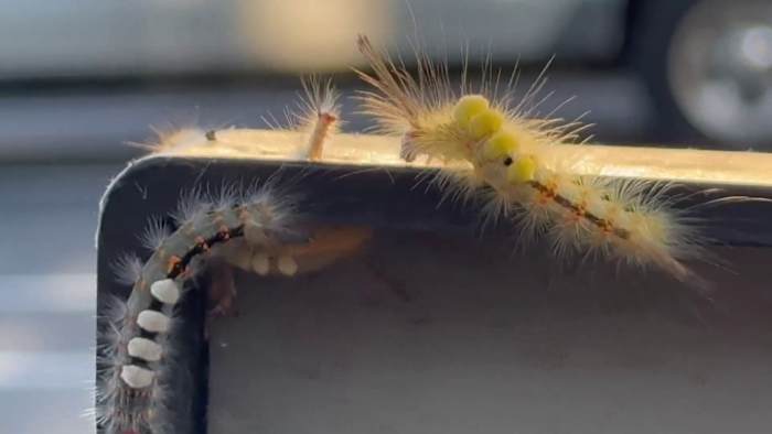 Don’t touch these fuzzy Florida bugs! What you need to know about the Tussock moth caterpillar