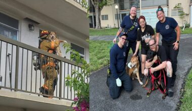 2 dogs rescued from Plantation apartment fire