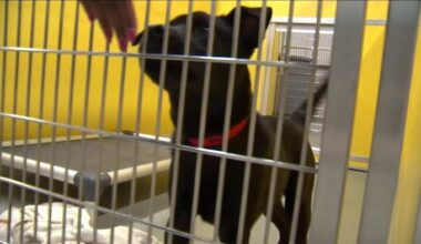 Pet Alliance of Greater Orlando open new shelter