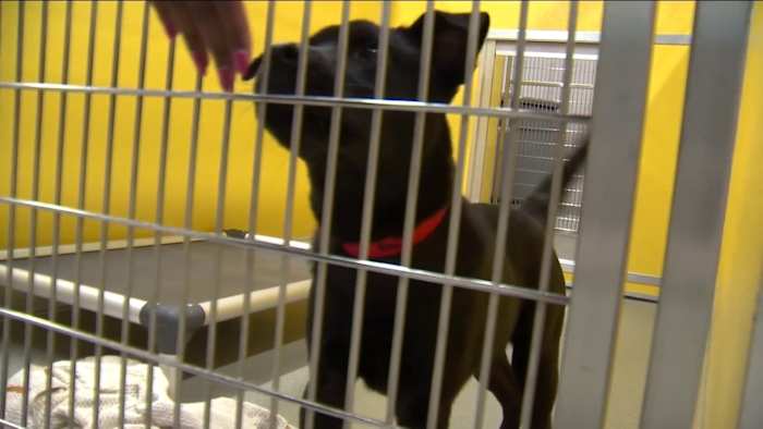 Pet Alliance of Greater Orlando open new shelter