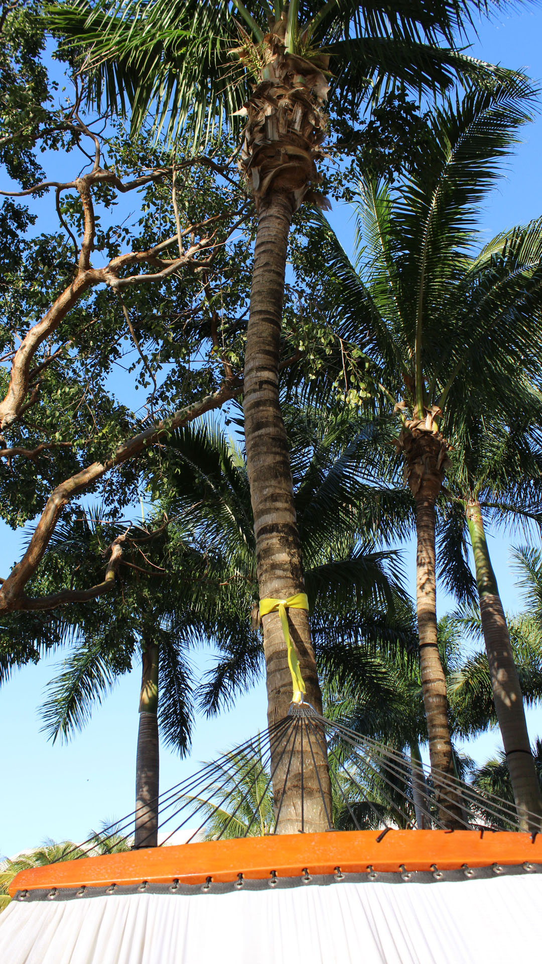 Palm trees from the hammock