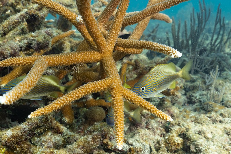 Fish explore staghorn coral. More than 10 million corals could be in harm’s way if the Port Everglades dredging is approved, scientists say.