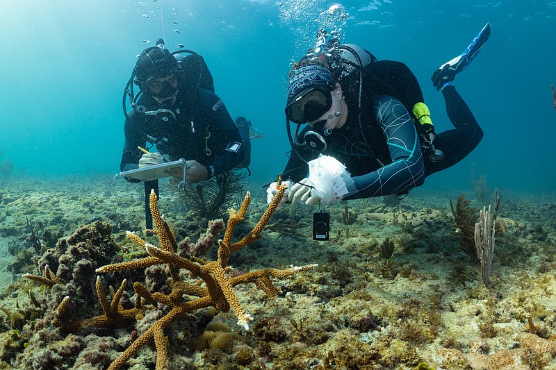 Fabrizio Lepiz Conejo and Julianna Kopp, members of the University of Miami Coral Reef Futures Lab, survey and sample coral.
