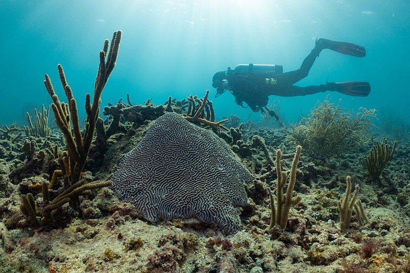 Rachel Silverstein of Miami Waterkeeper dives on a coral reef just outside Port Everglades.