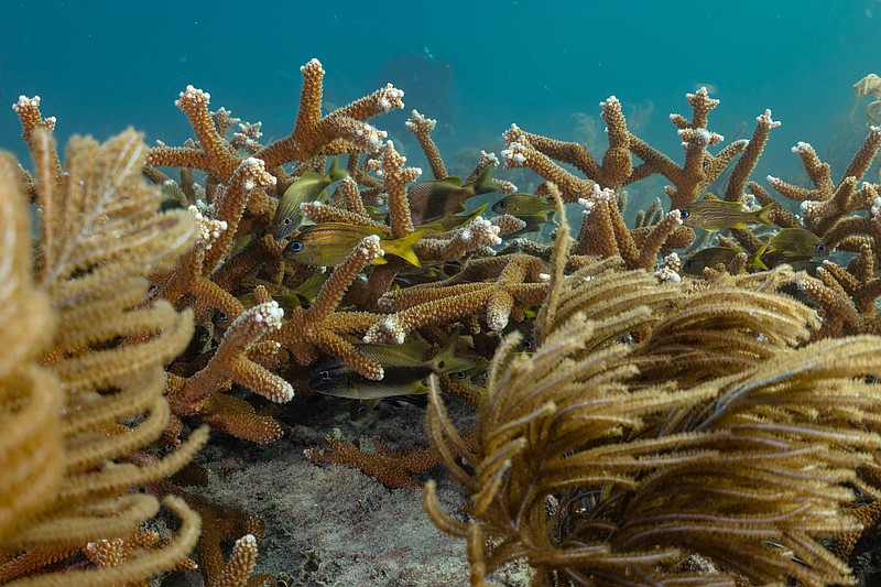 These are some of the last wild staghorn corals in Florida. They could be gravely impacted by dredging.