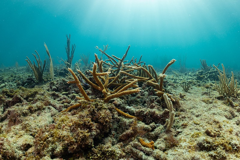 Endangered staghorn coral. Some colonies have formed over centuries.