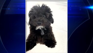 Thief stole Bentley with owner’s poodle mix puppy inside, police say - WSVN 7News | Miami News, Weather, Sports