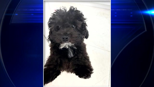 Thief stole Bentley with owner’s poodle mix puppy inside, police say - WSVN 7News | Miami News, Weather, Sports