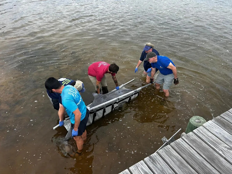 The Florida Panhandle Marine Institute removes a dead dolphin and prepares to conduct a necropsy on the dolphin.