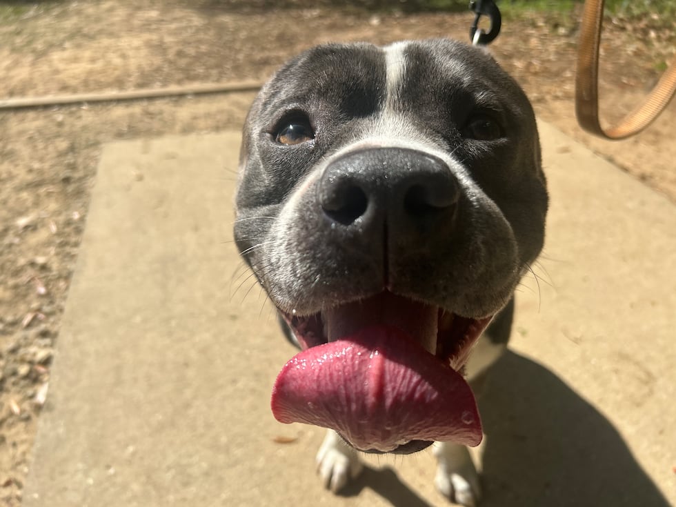 Buddy is looking for a running and napping buddy!