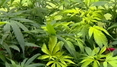 Veterans meet at FL Capitol to advocate for medical marijuana rights