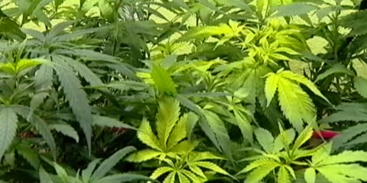 Veterans meet at FL Capitol to advocate for medical marijuana rights