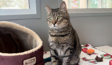 This curious, cuddly cat is ready for his forever home