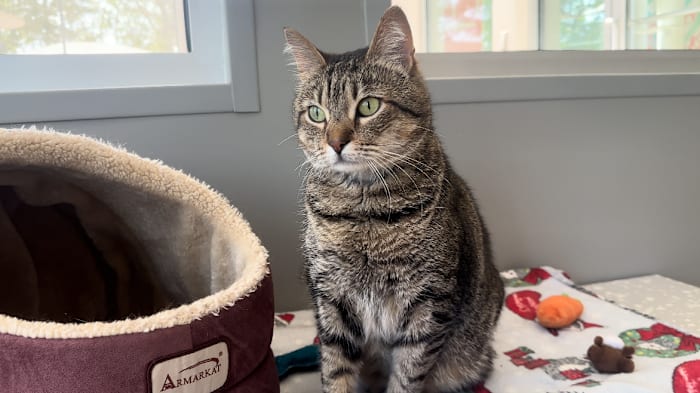 This curious, cuddly cat is ready for his forever home