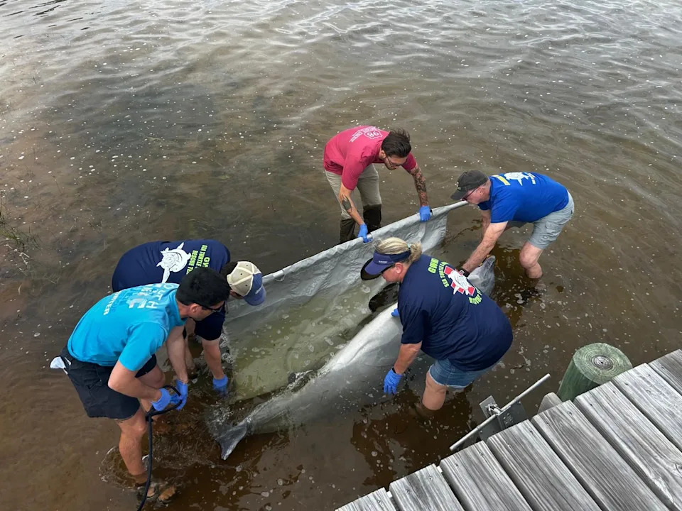 The Florida Panhandle Marine Institute responds to a deceased dolphin stranding on Sunday, March 15.