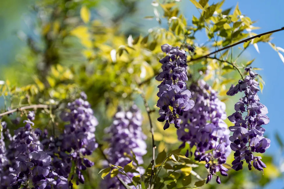 Spring is back as flowers brighten Tallahassee just in time for the Springtime Tallahassee festivities.