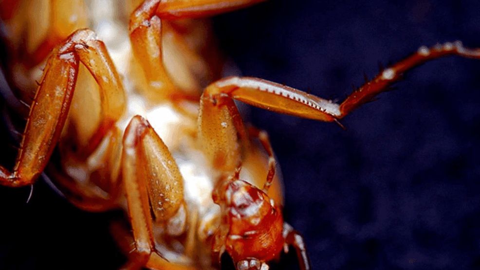 {p}State inspectors rushed to shut down four Palm Beach County restaurants after finding a dead rodent, live roaches, and flies swarming food, according to our news partners at the Sun Sentinel. (Flickr){ }{/p}