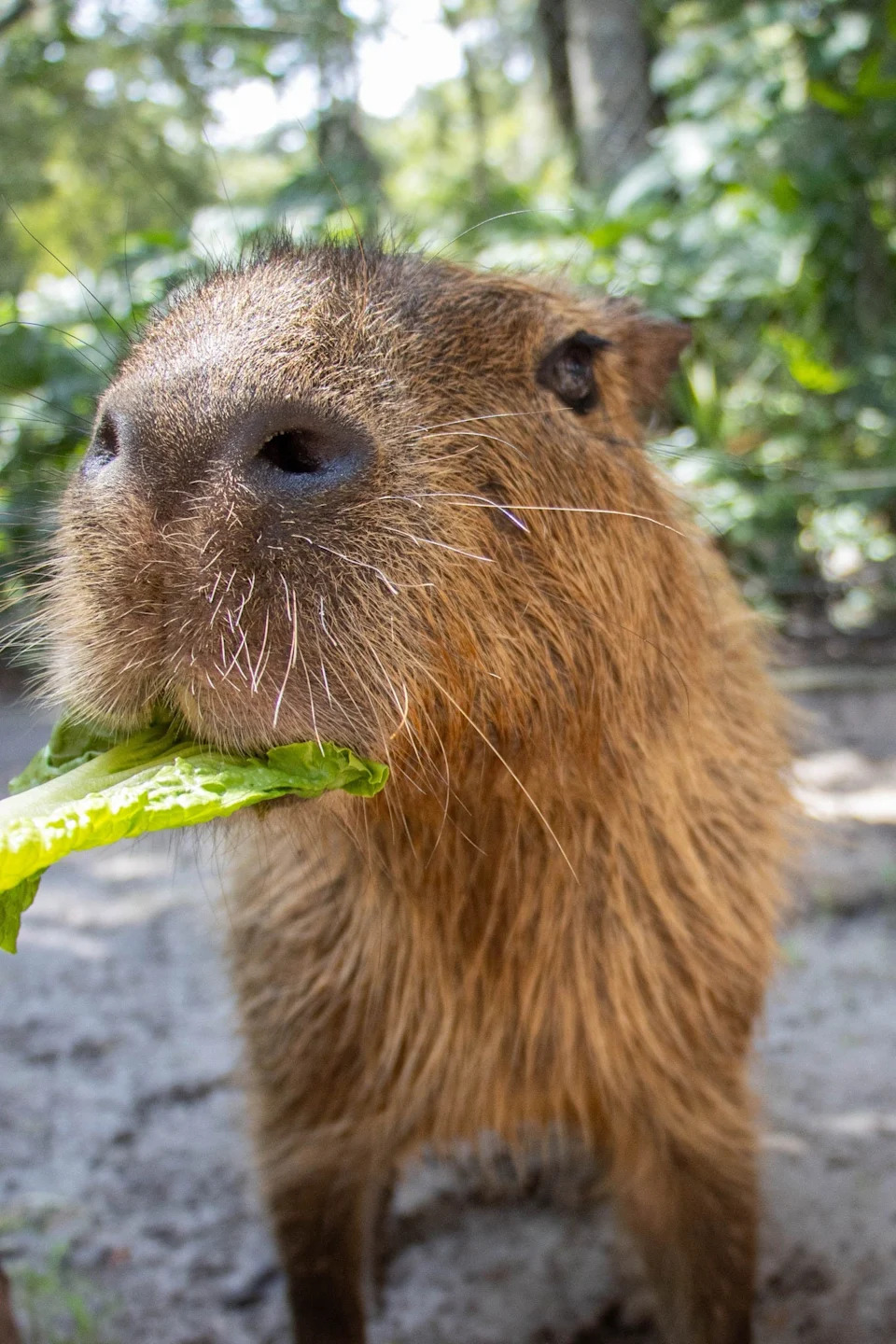 Theo, a 13-year-old capybara, was humanely euthanized at the Jacksonville Zoo and Gardens due age-related health issues.