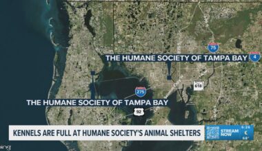 Humane Society of Tampa Bay animal shelters are at full capacity