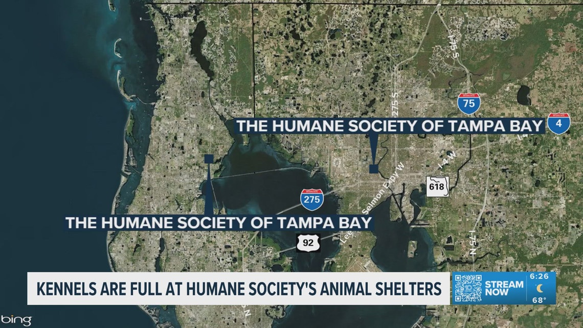 Humane Society of Tampa Bay animal shelters are at full capacity
