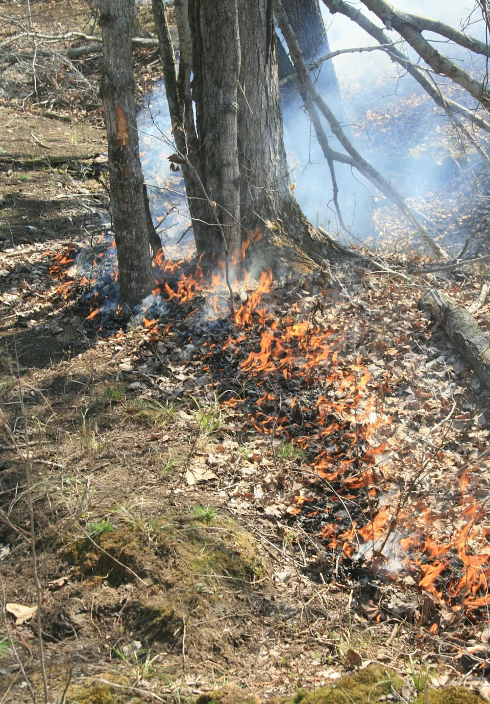 A low-intensity prescribed fire carefully reduces leaf litter on the forest floor, helping prevent more severe wildfires while promoting healthier woodland ecosystems.