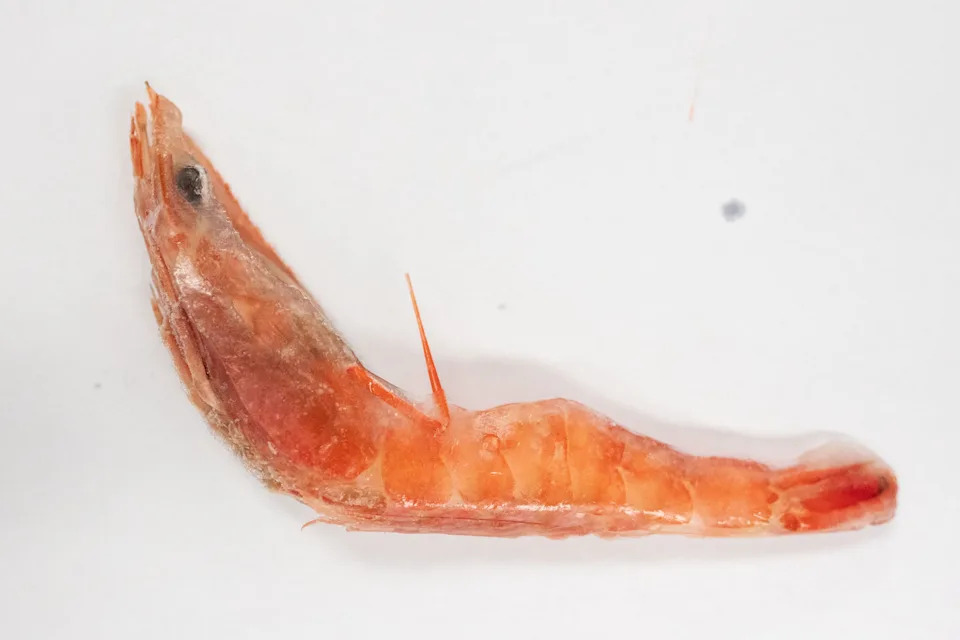 Florida State University graduate students test a variety of shrimp to determine if it is domestic or imported Monday, Feb. 10, 2025.