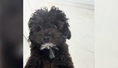 Puppy recovered, police still search for Bentley stolen in Fort Lauderdale – NBC 6 South Florida