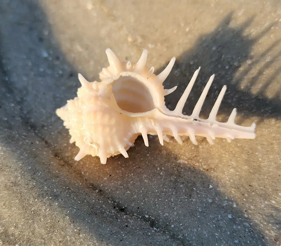 This is a Cabrit Murex that SW Florida sheller Sara Breault found.