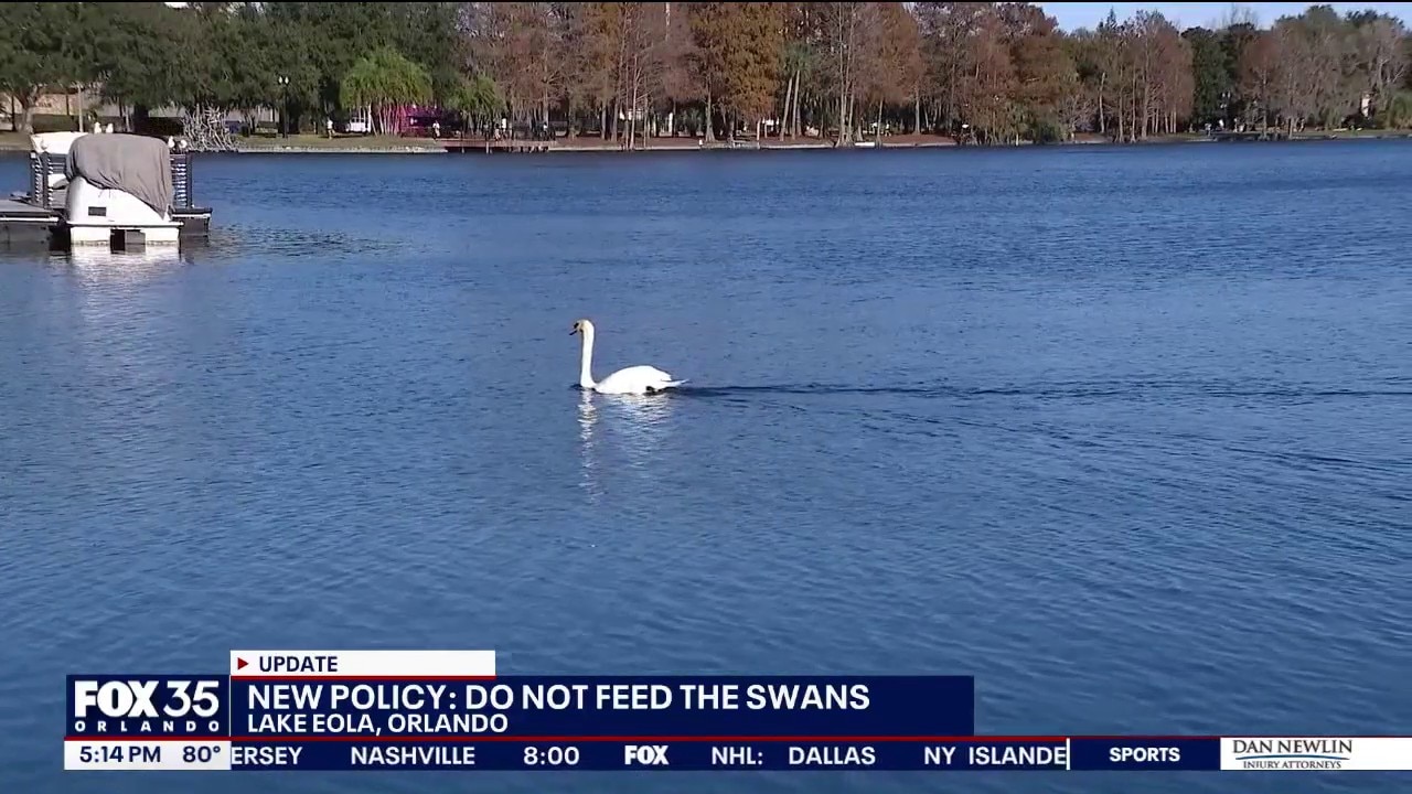 'Don't feed the swans': Orlando implements policy against feeding Lake Eola wildlife