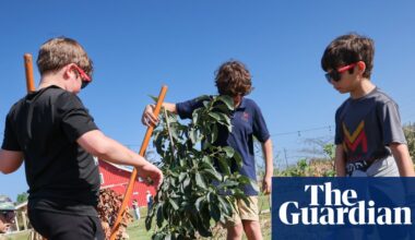 ‘A must-have for the times we live in’: fruit trees planted in a Florida ‘food desert’ counter soaring prices | Florida