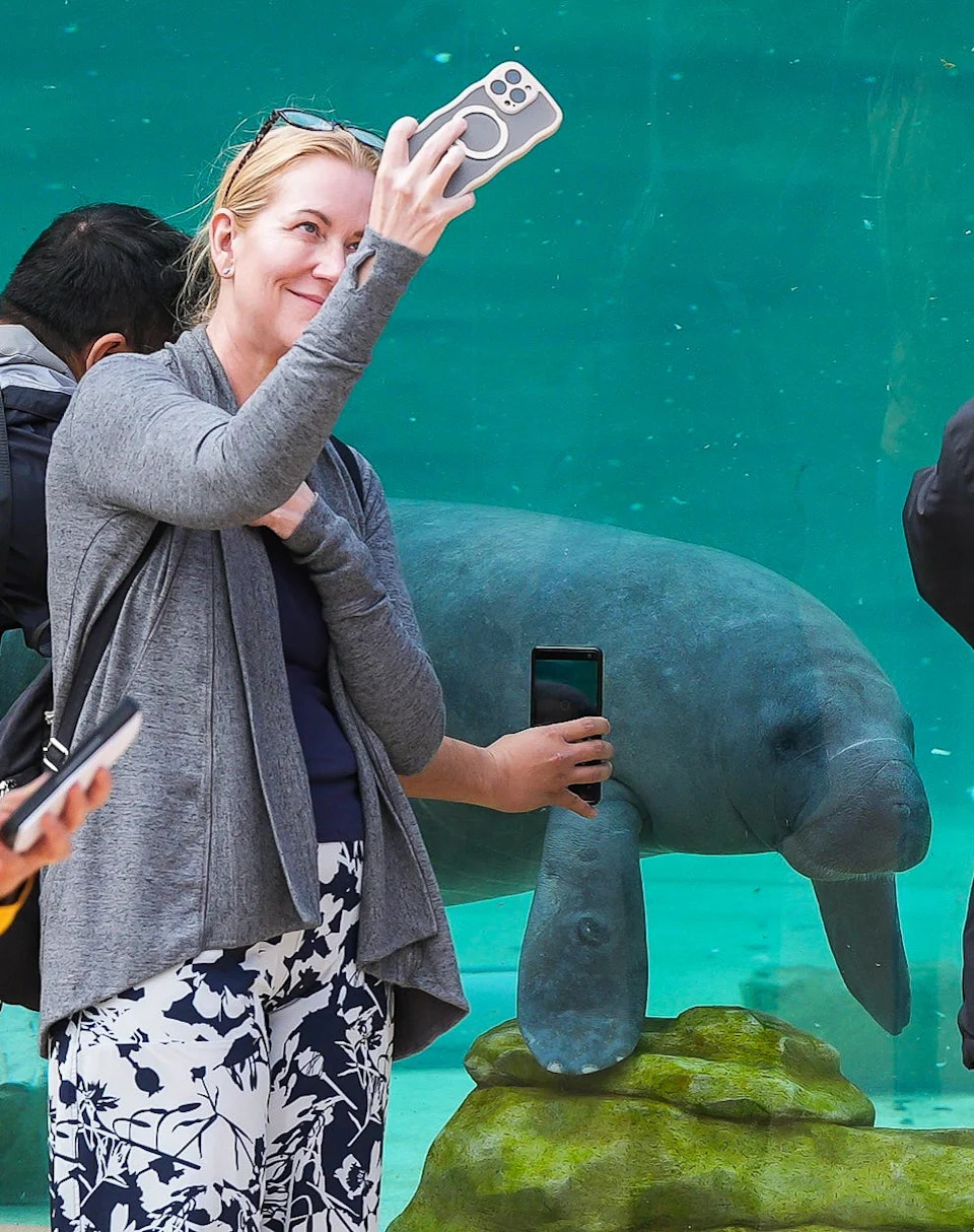 Shannon Beckham takes a selfie as Cullen, one of the three rehabilitating manatees, swims by her during a media preview of the $72 million J. Wayne and Delores Barr Weaver Manatee River Habitat and VyStar SkyScape Entrance Tuesday March 3, 2026 at the Jacksonville Zoo and Botanical Gardens in Jacksonville, Fla. The exhibit opens Friday March 6th. There are presently three young manatee rehabilitating at the facility to be eventually released. Depending on the size of manatees, the facility can handle up to about 20 manatees to rehab at one time. [Doug Engle/Florida Times-Union]