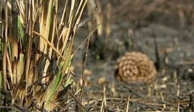 Drought still issue in Martin County