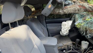 Driver survives after falling oak tree smashes truck's windshield in Martin County